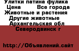 Улитки патина фулика › Цена ­ 10 - Все города Животные и растения » Другие животные   . Архангельская обл.,Северодвинск г.